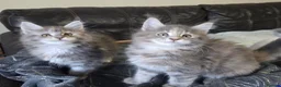 Maine Coon cats for sale: Stunning TICA registered girls - Advert 1