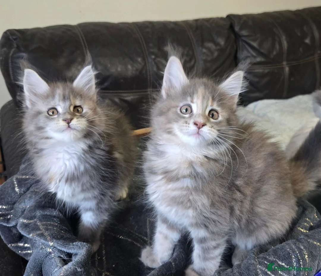 Maine Coon cats for sale: Stunning TICA registered girls - Advert 1