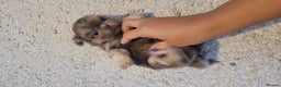Shih Tzu dogs for sale: Three stunning KC Lavender/dobie Imperial ShihTzu - Advert 8