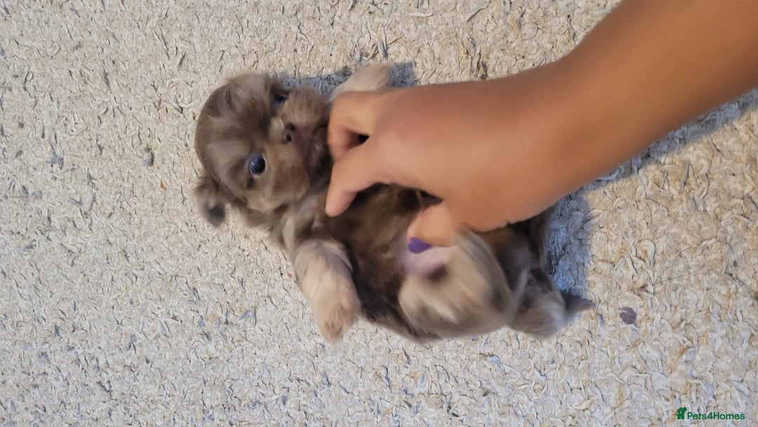 Shih Tzu dogs for sale: Three stunning KC Lavender/dobie Imperial ShihTzu - Advert 8