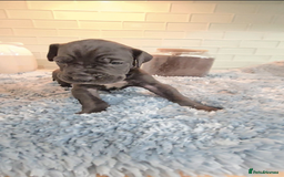 Great Dane dogs for sale: Kc & Beautiful Litter of Chunky Great Dane Puppies - Advert 18