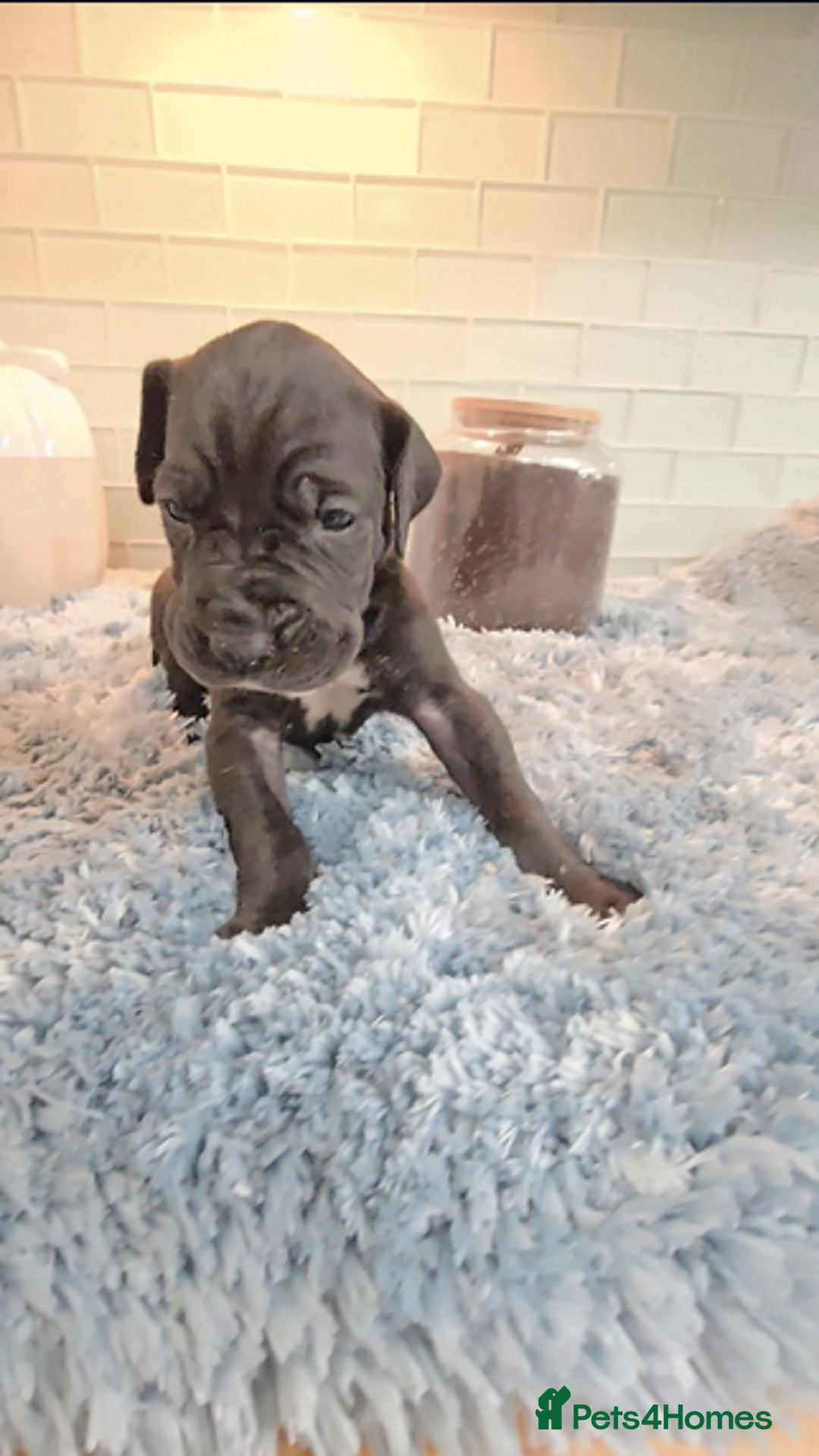 Great Dane dogs for sale: Kc & Beautiful Litter of Chunky Great Dane Puppies - Advert 18