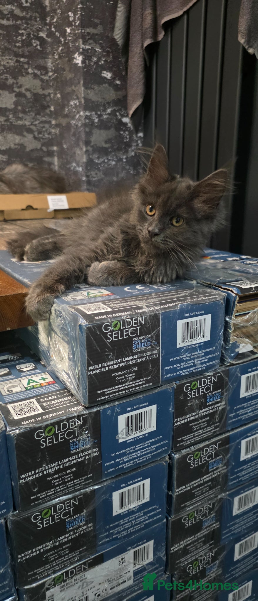 Maine Coon cats for sale: Maine coon Blue smoke kittens Sapphire Skies  - Advert 7