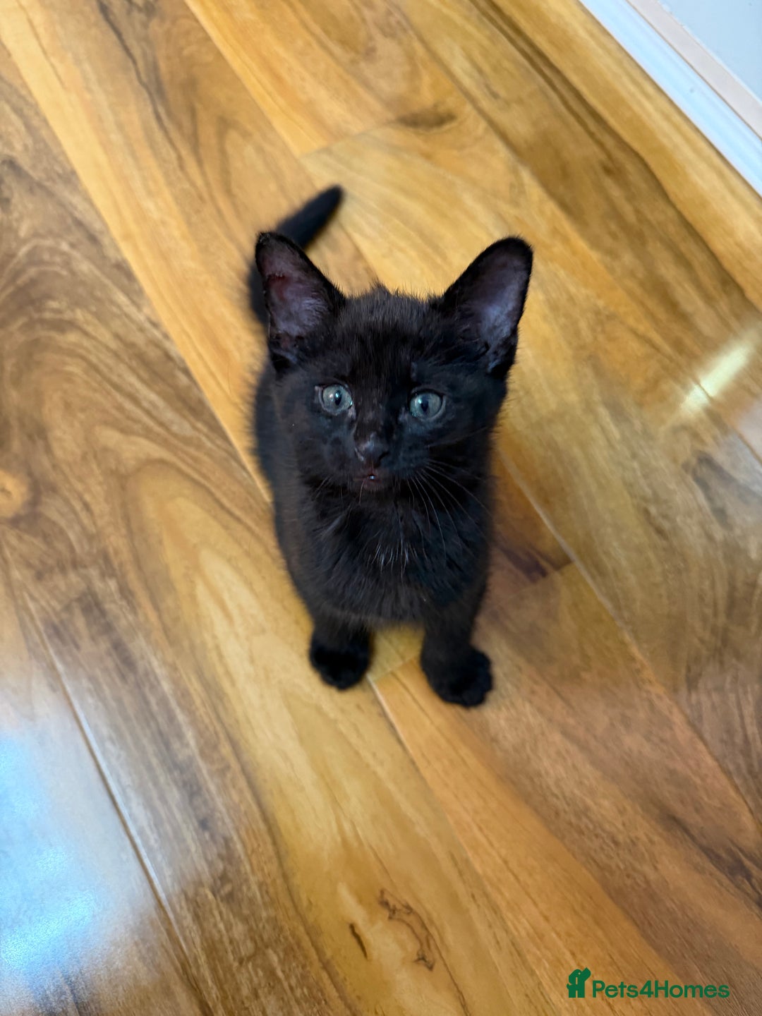 Mixed Breed cats for sale: 2 Tabby boy  - Image 14