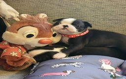 Boston Terrier dogs for sale: Boston Terrier 5* puppies - Image 36