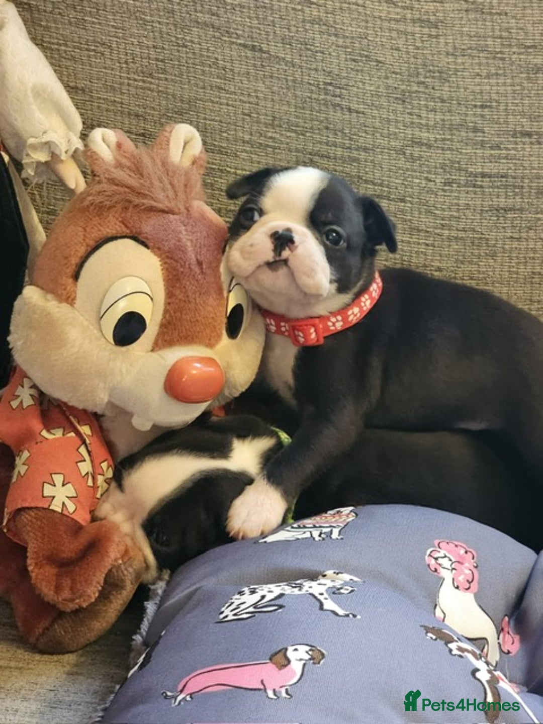 Boston Terrier dogs for sale: Boston Terrier 5* puppies - Image 36