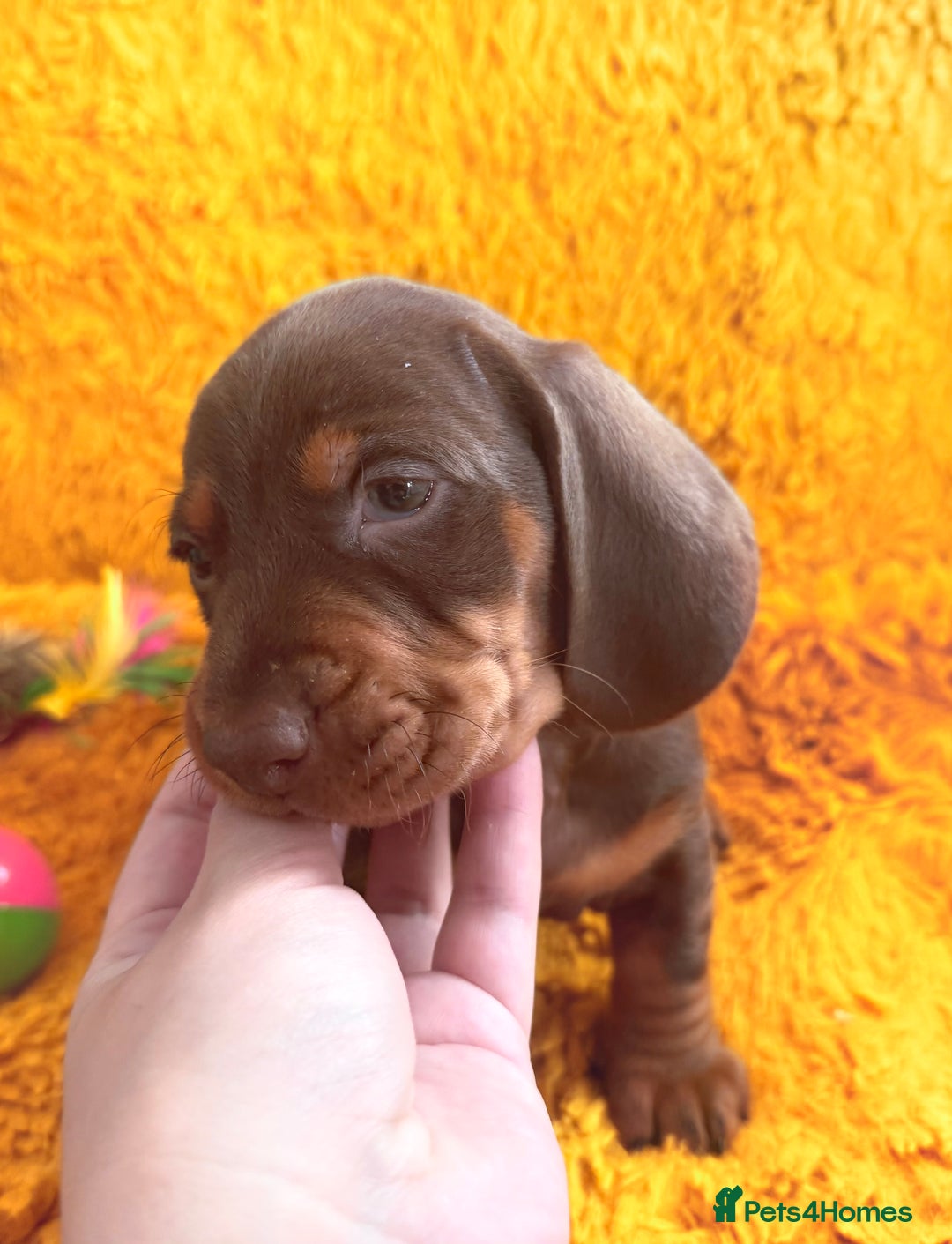 Dachshund dogs for sale: dachshund puppies  - Image 16