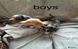 Miniature Dachshund dogs for sale: 5 beautiful miniature dachshunds for sale - Image 3