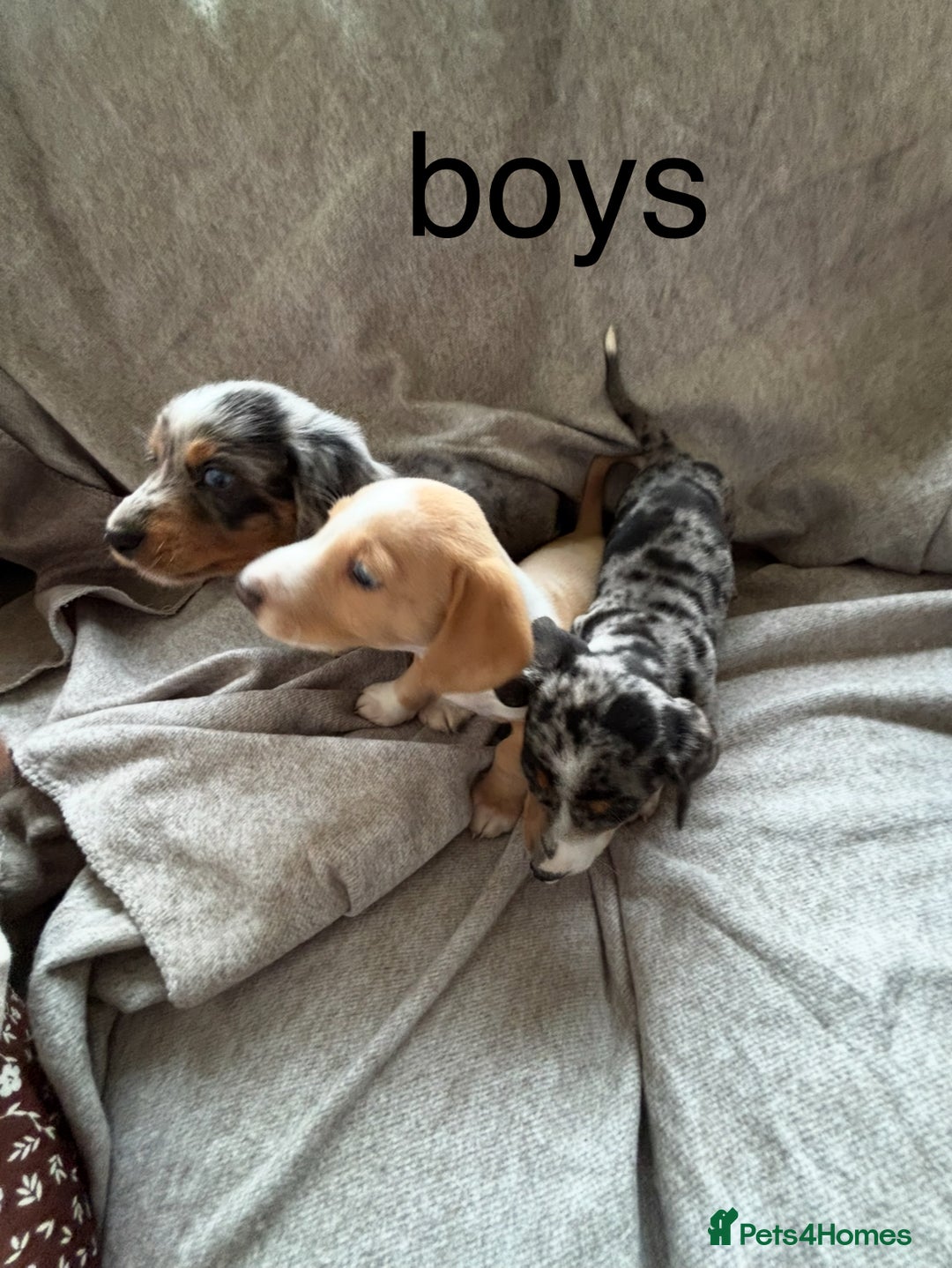 Miniature Dachshund dogs for sale: 5 beautiful miniature dachshunds for sale - Image 3