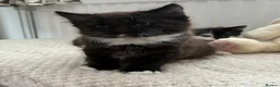 British Longhair cats for sale: 6 stunning kittens - Advert 15