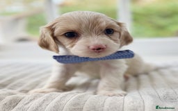 Cavapoochon dogs for sale: Cavapoochon puppies - Image 20