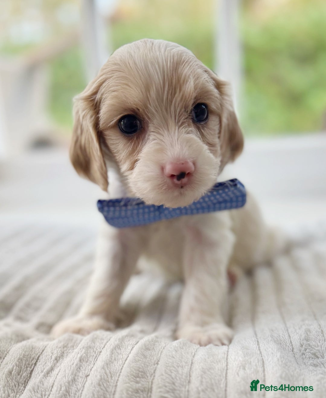 Cavapoochon dogs for sale: Cavapoochon puppies - Image 20