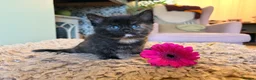 Mixed Breed cats for sale: Black kittens - Advert 3