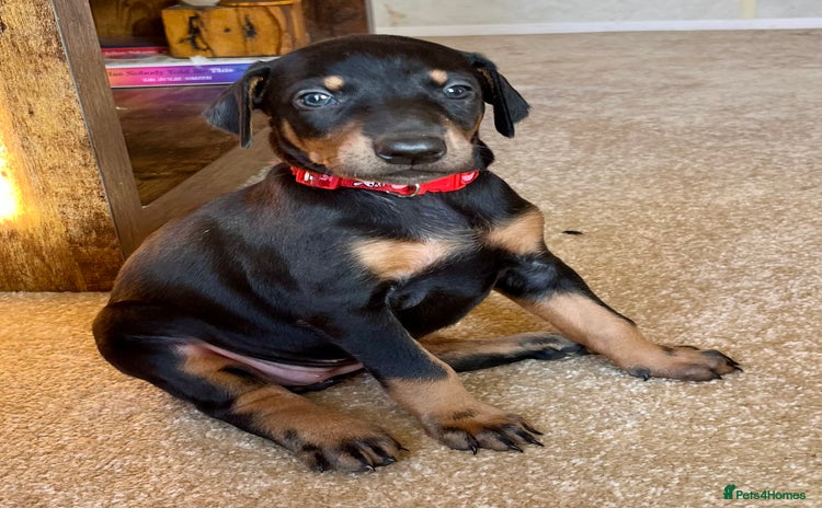 Dobermann dogs KC health tested Doberman puppies - Advert 2