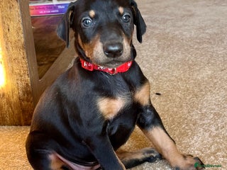 Dobermann dogs KC health tested Doberman puppies - Advert 17