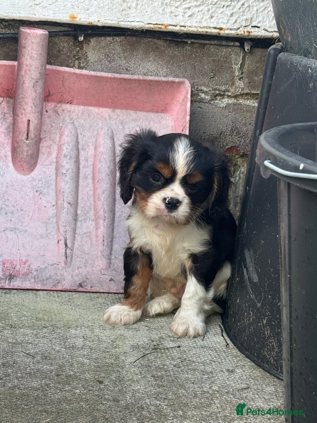 Cavalier King Charles Spaniel dogs for sale: Cavalier King Charles Spaniel puppies - Image 3