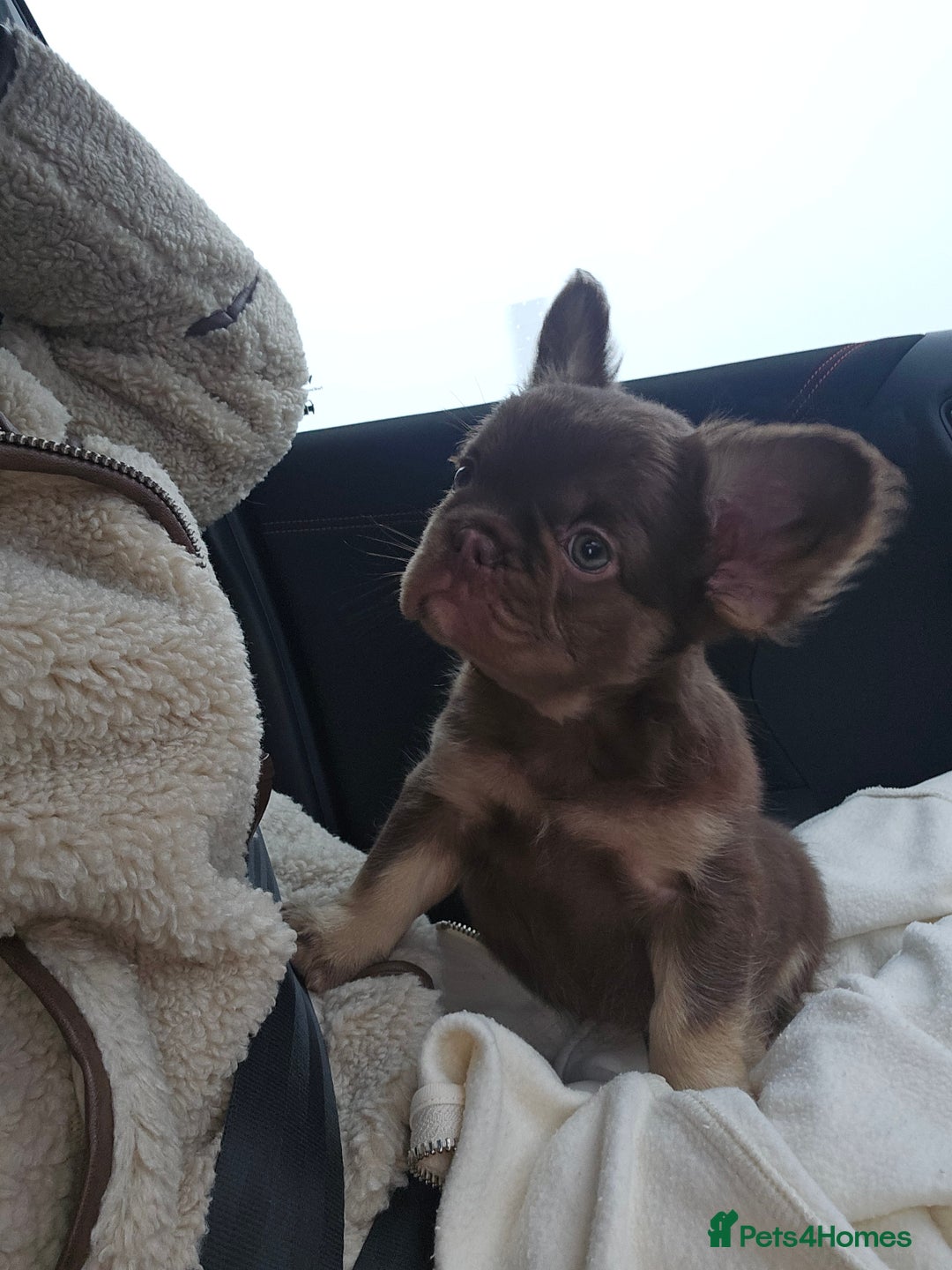 French Bulldog dogs for sale: Ready to leave French Bulldog Visual fluffies - Advert 9