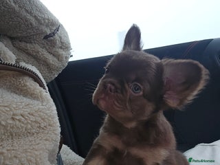 French Bulldog dogs Ready to leave French Bulldog Visual fluffies - Advert 4