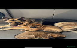 German Shepherd dogs for stud: FOR STUD ONLY (Odin) German Shepard  in Doncaster - Image 11