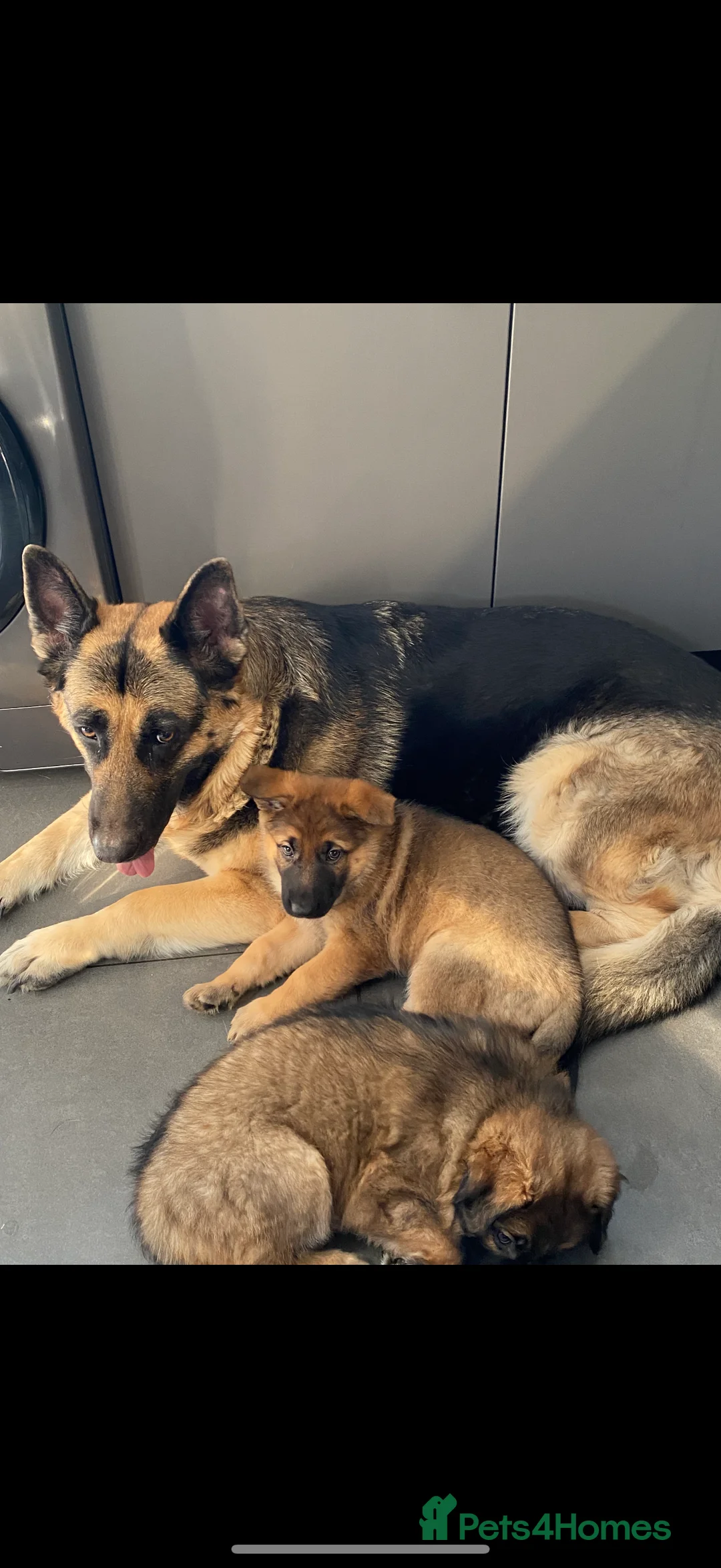 German Shepherd dogs for stud: FOR STUD (PROVEN)  in Doncaster - Advert 15