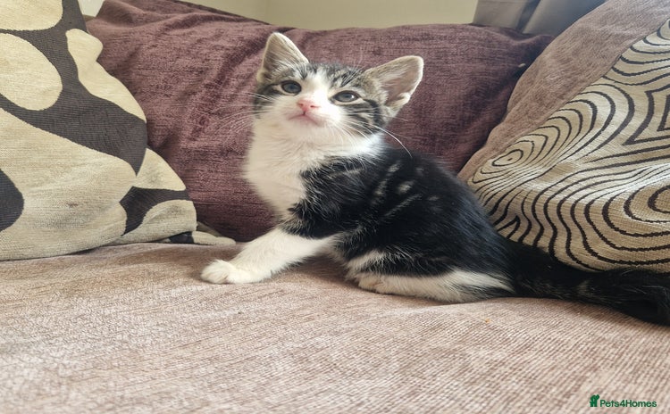 Mixed Breed cats - Advert 13