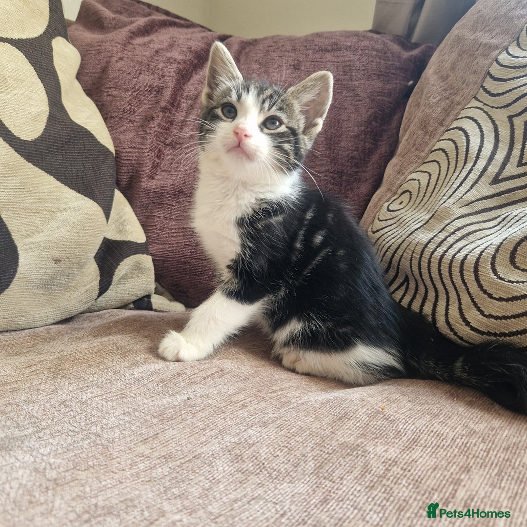 Mixed Breed cats for sale: Stunning kitty's please read full ad  - Image 4