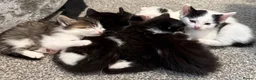 Mixed Breed cats for sale: 6 Beautiful kittens  - Advert 3