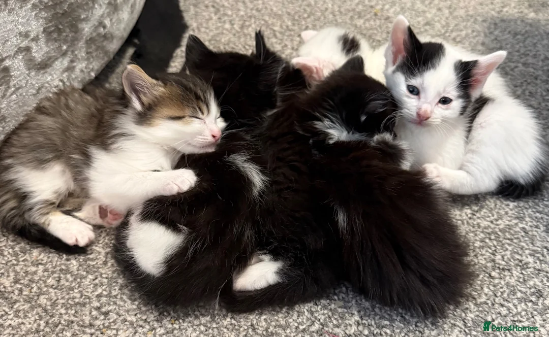 Mixed Breed cats for sale: 6 Beautiful kittens  - Advert 3