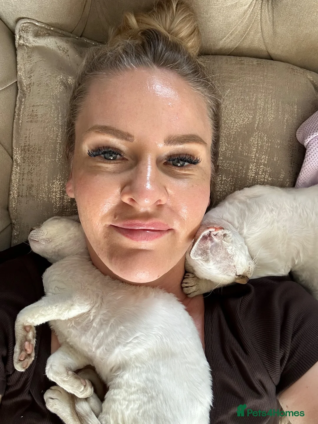 Devon Rex cats for sale: READY NOW 3 stunning Devon Rex Boys Available GCCF - Advert 2