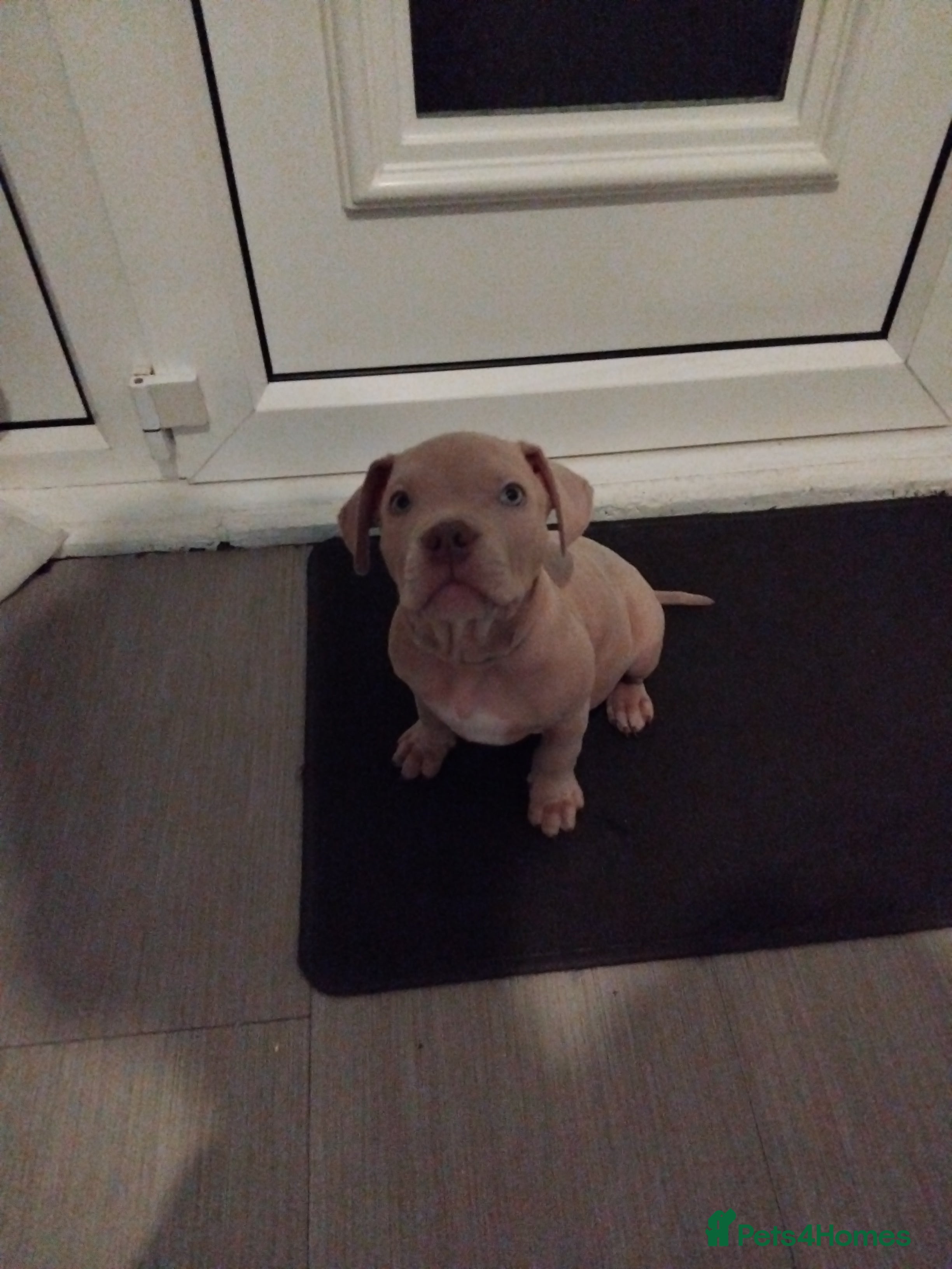 Mixed Breed dogs Staffordshire bull terrier X puppies - Advert 16