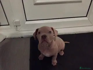 Mixed Breed dogs Staffordshire bull terrier X puppies - Advert 6