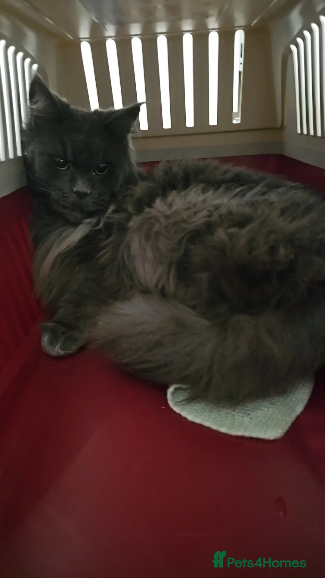 Maine Coon cats for sale: Maincoon female 7 years old in Eastbourne - Advert 2