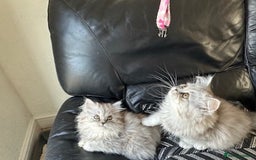 Persian cats for sale: Two multicoloured Persian females - Image 11