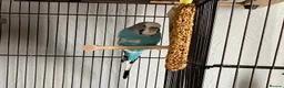 Budgerigars birds for sale: Male budgie in Spalding - Advert 2