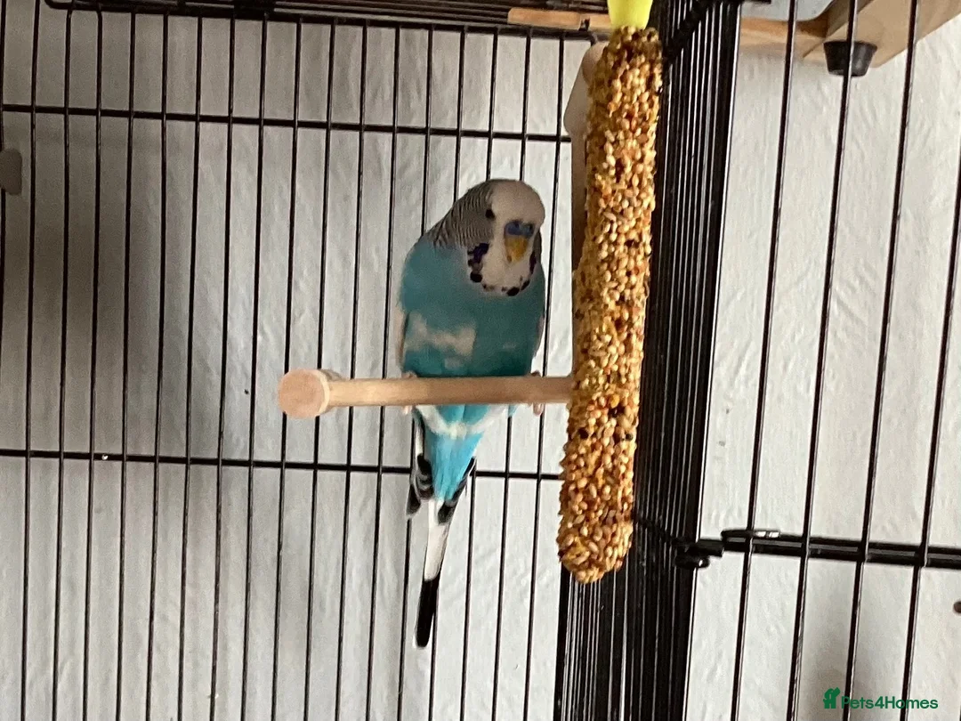 Budgerigars birds for sale: Male budgie in Spalding - Advert 2