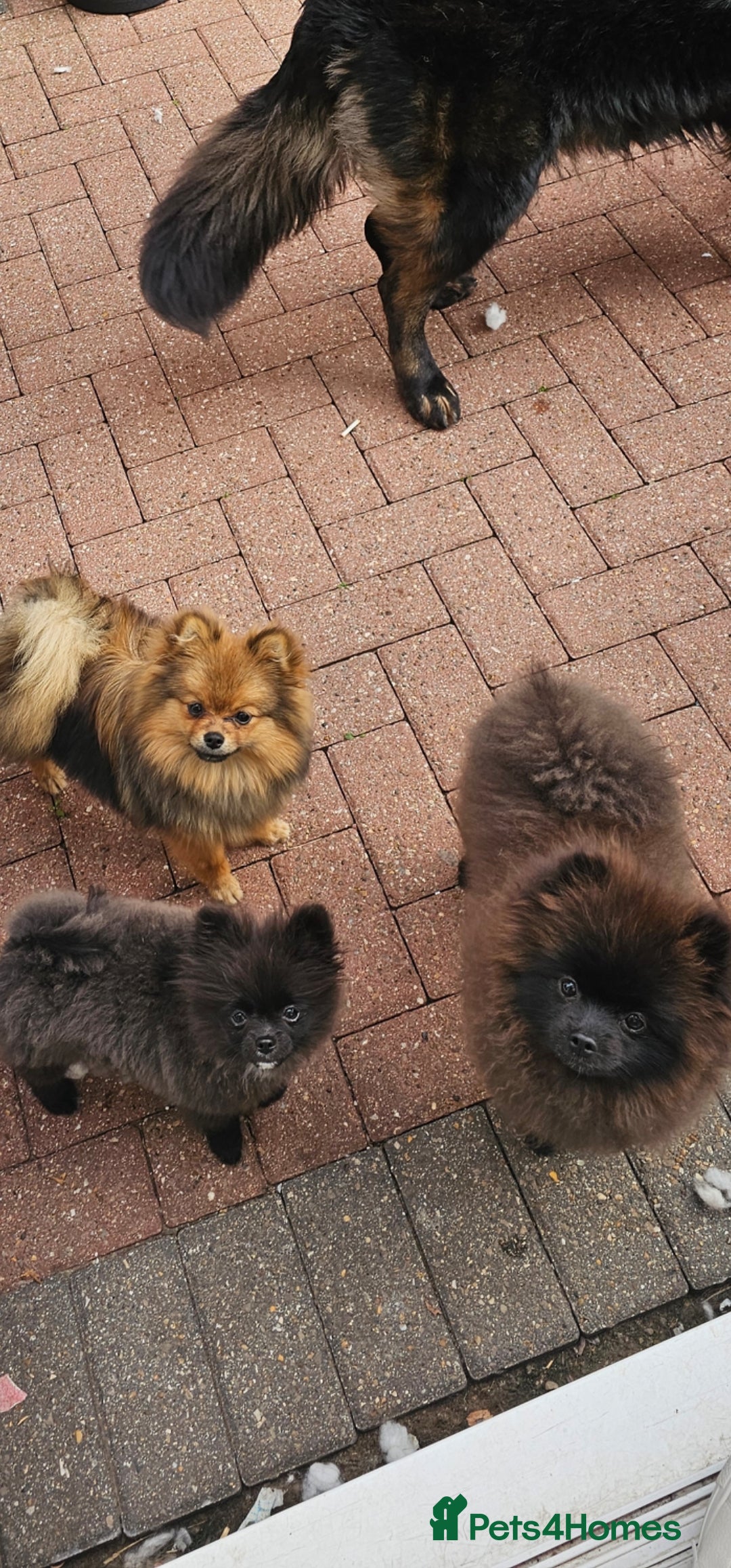 Pomeranian dogs for sale: Pomeranian Girls For Sale  - Image 1