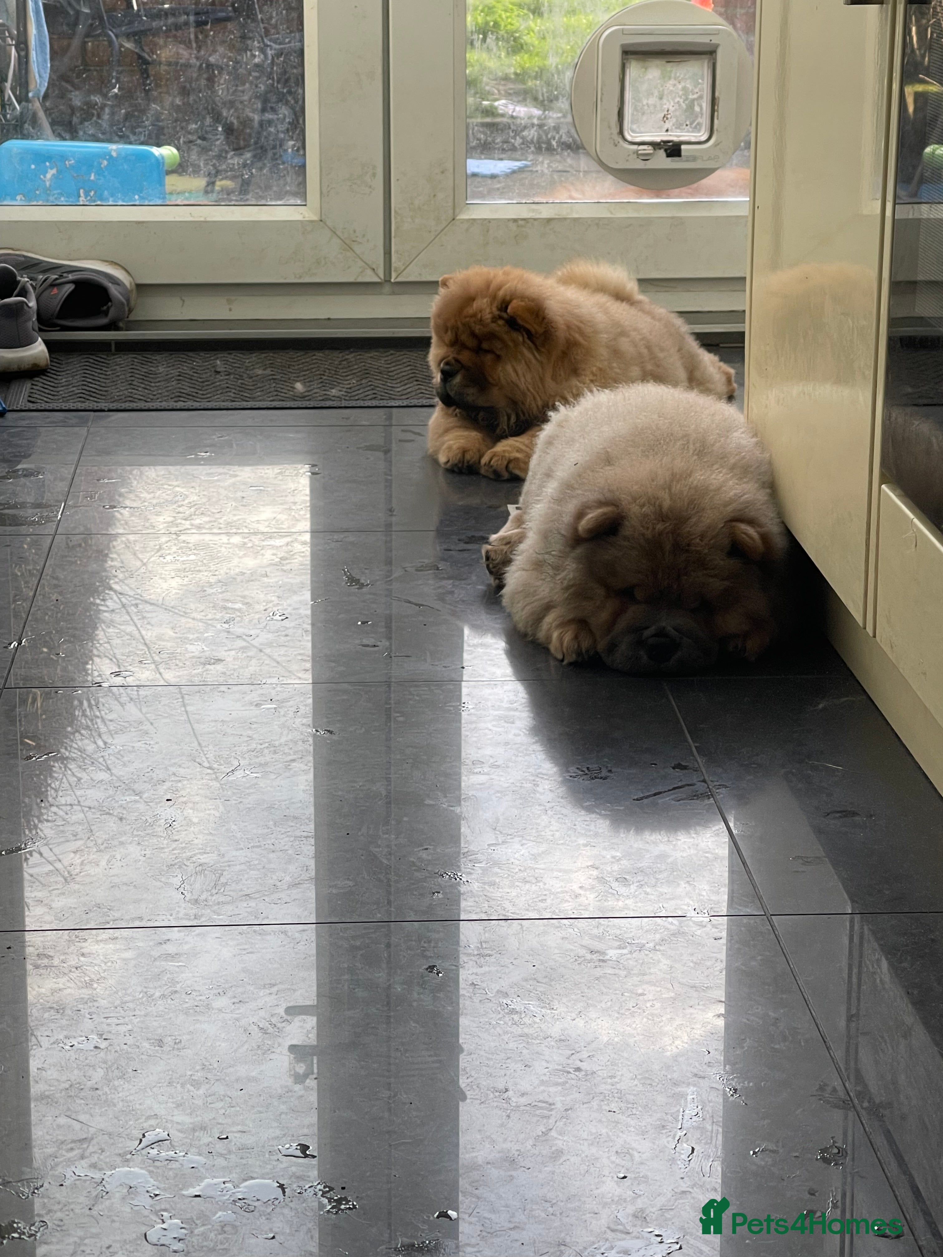 Chow Chow dogs  Chow chow  - Advert 6