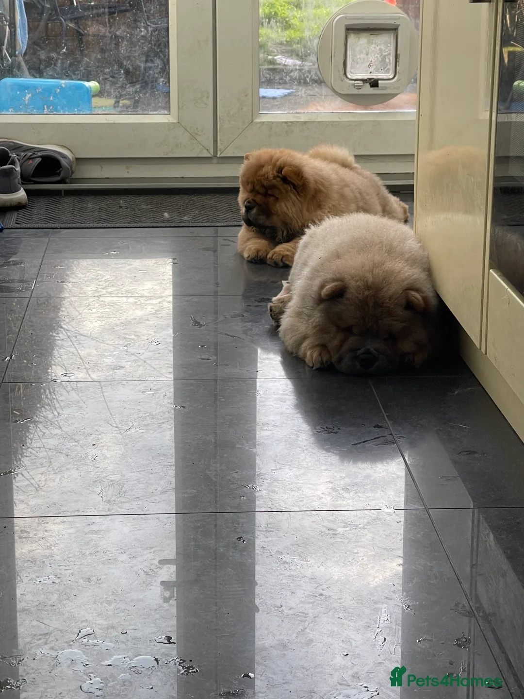 Chow Chow dogs for sale:  Chow chow  - Advert 1