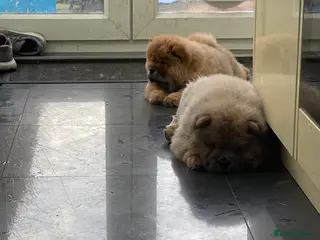 Chow Chow dogs Chow chow - Advert 6