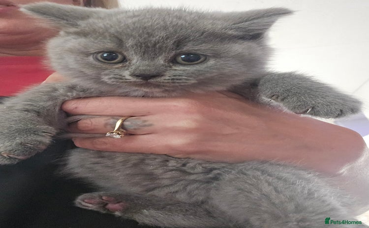 British Shorthair cats - Advert 15