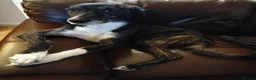 Lurcher dogs for sale: Loki - 5 year old lurcher boy in Holyhead - Advert 15