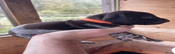 German Shorthaired Pointer dogs for sale: German Shorthaired pointer in Lanark - Advert 5