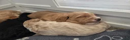 Sproodle dogs for sale: Male sproodle puppy in Rotherham - Advert 9