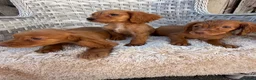 Cocker Spaniel dogs for sale: Working cocker spaniels - Advert 21