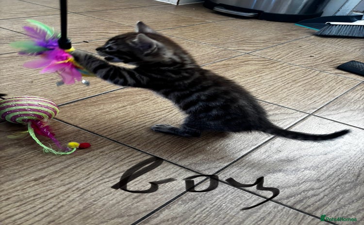 Mixed Breed cats for sale - Advert 1