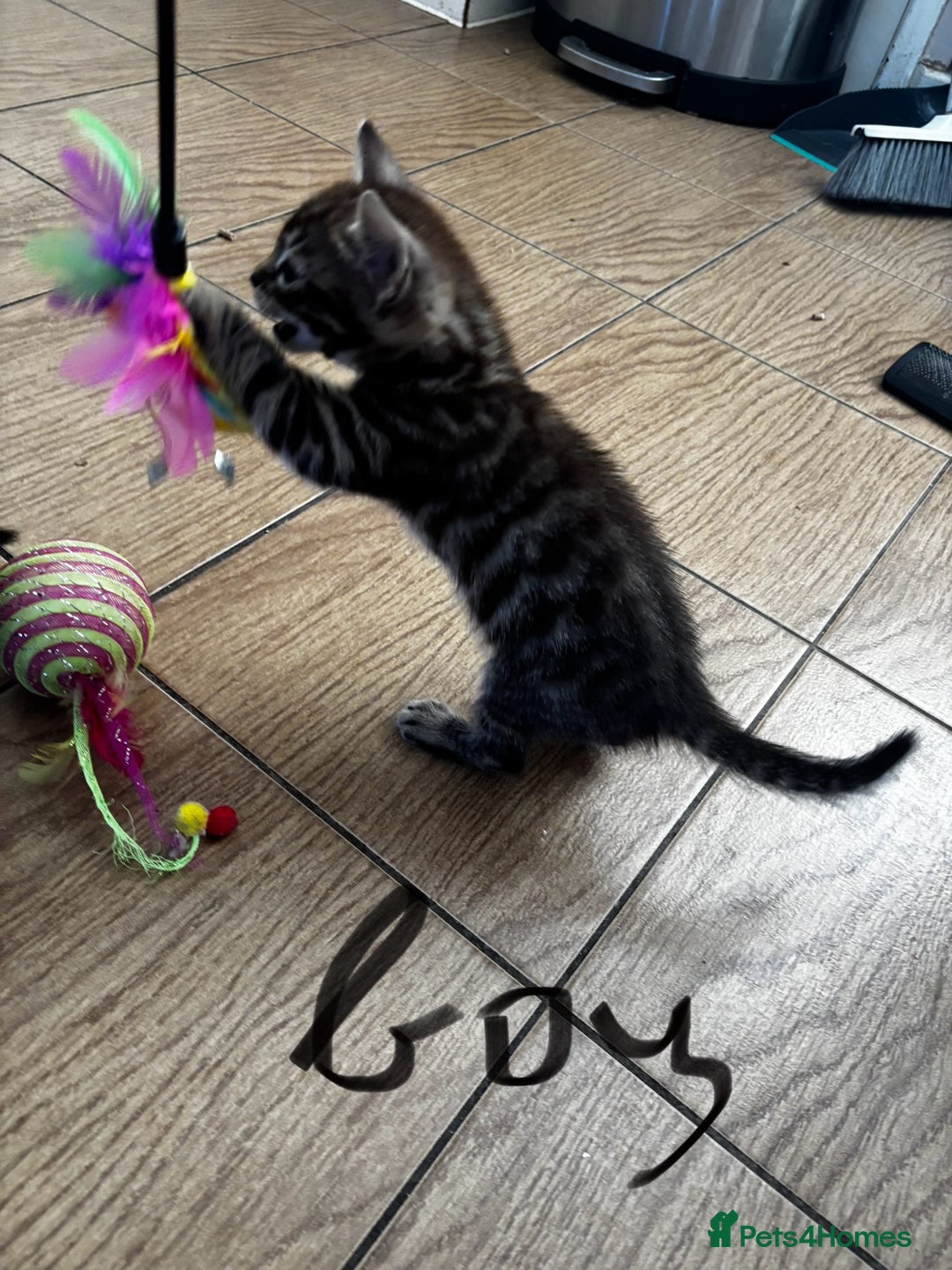 Mixed Breed cats for sale: Bengal kittens/mum bengal  - Image 1