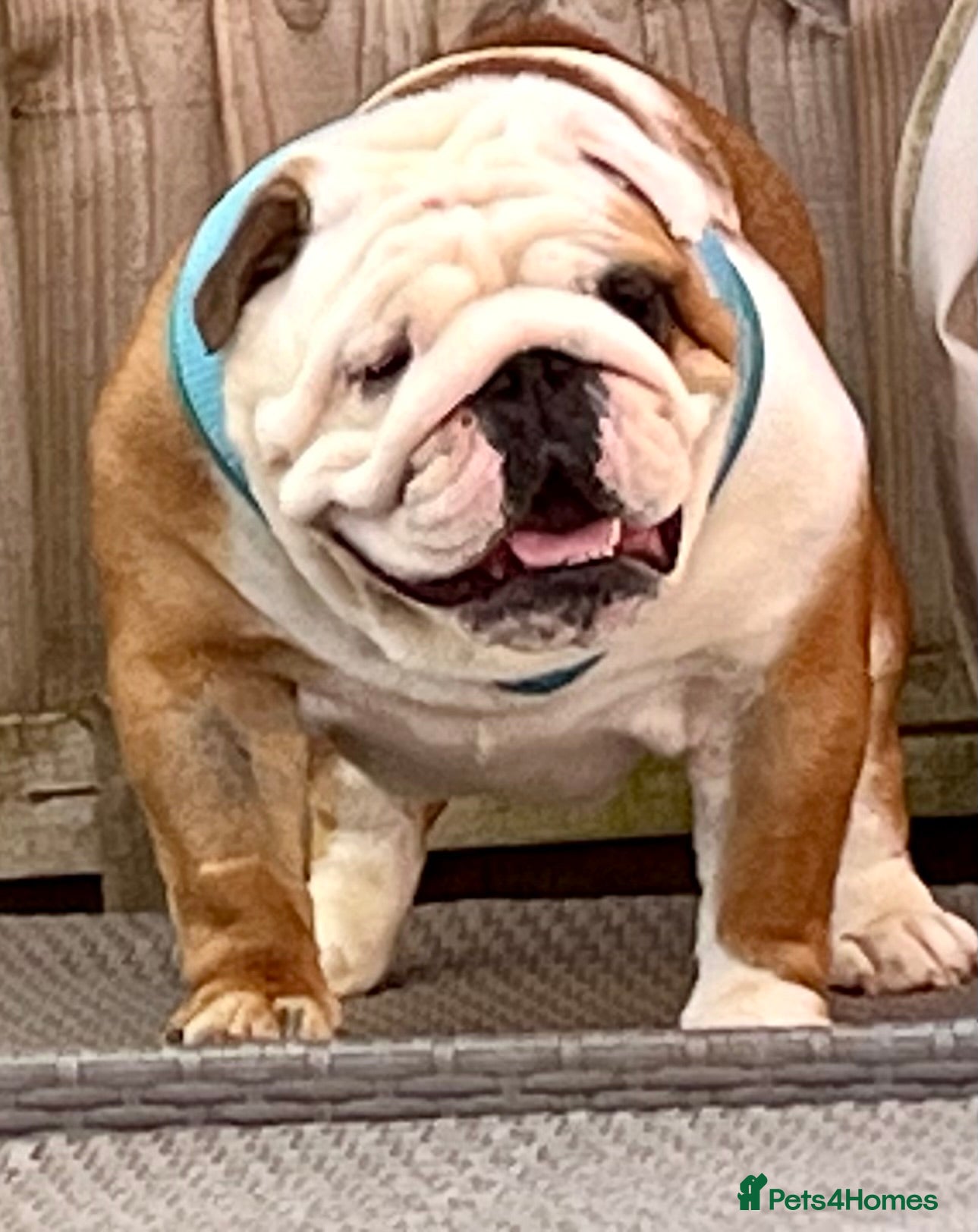 English Bulldog dogs british bulldog 4 year old female  - Advert 2