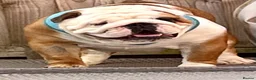 English Bulldog dogs for sale: british bulldog 4 year old female  - Advert 1