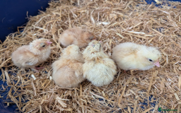 Chickens poultry for sale: Various unsexed chicks and Quails - Image 4