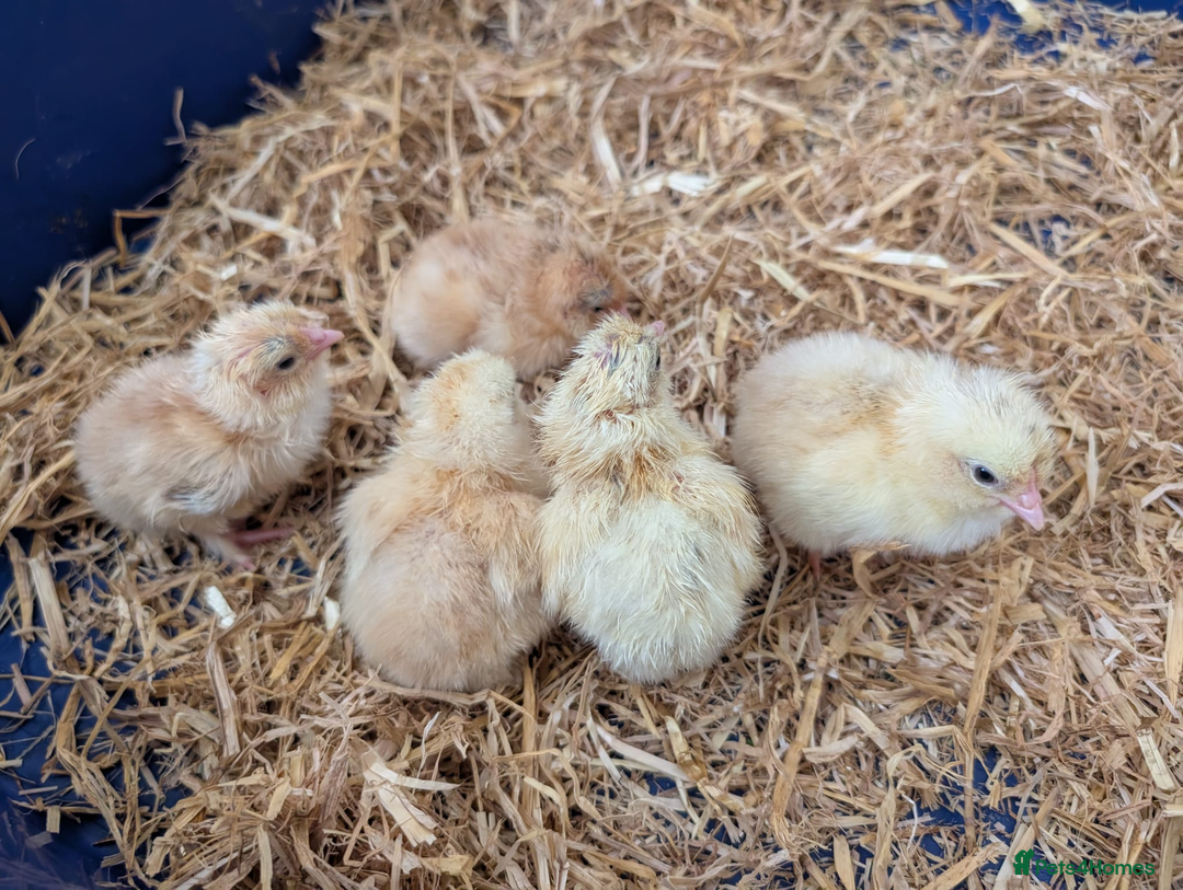 Chickens poultry for sale: Various unsexed chicks and Quails - Image 4